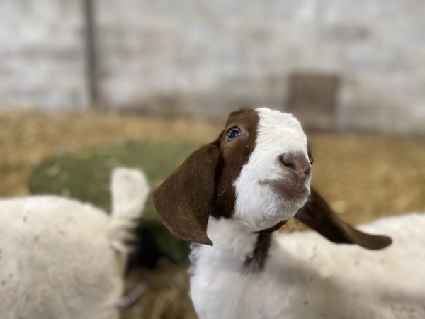Foxdown Childrens Farm