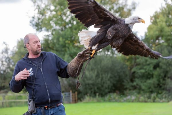 Gauntlet Birds of Prey, Eagle & Vulture Park