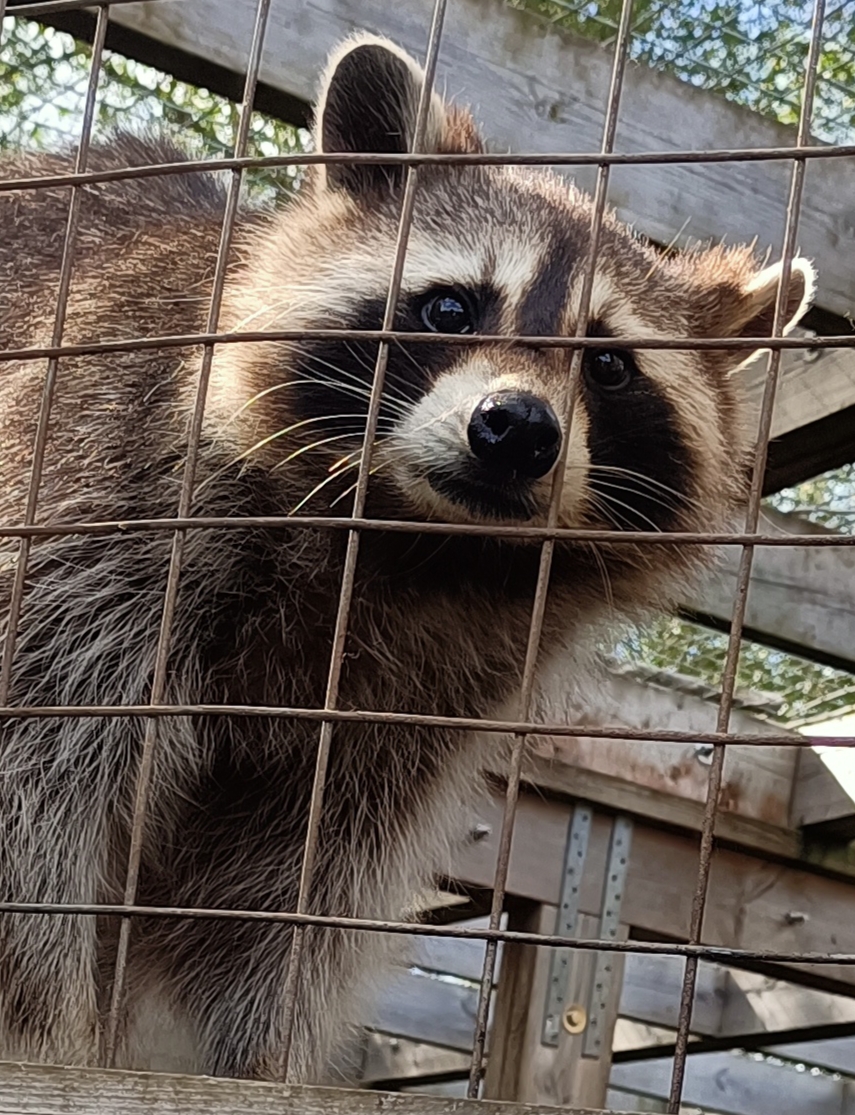 Gentleshaw Wildlife Centre