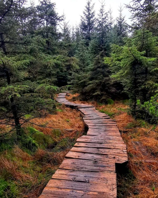 Gisburn Forest and Stocks