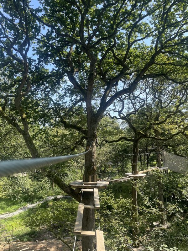 Go Ape Salcey Forest