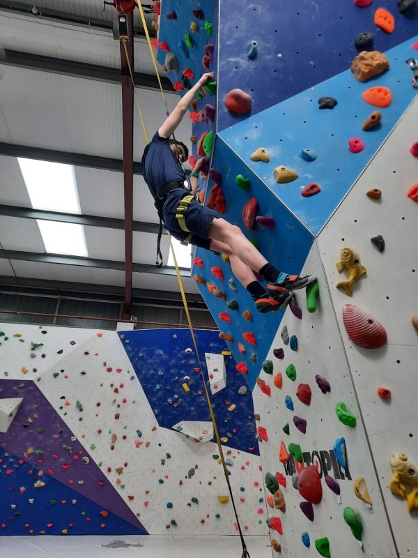 Golden Gecko Climbing