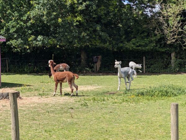 Gorse Hill City Farm
