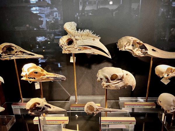 Grant Museum of Zoology