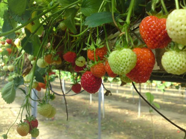 Graveley Fruit Farm