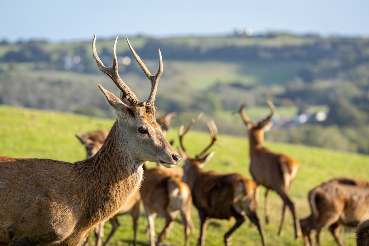 Great Wedlock Farm and Deer Park