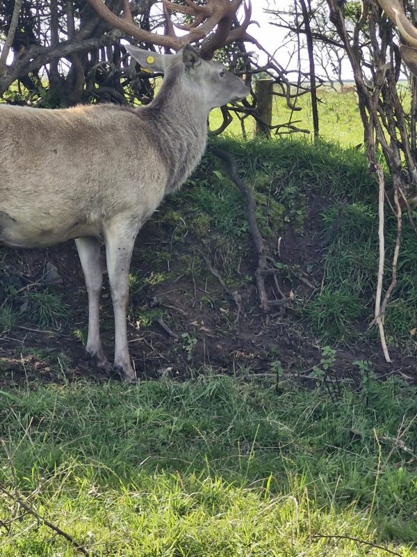 Great Wedlock Farm and Deer Park