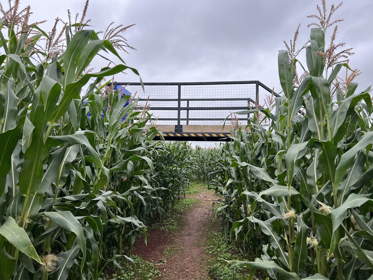 Green Lane Maize Maze