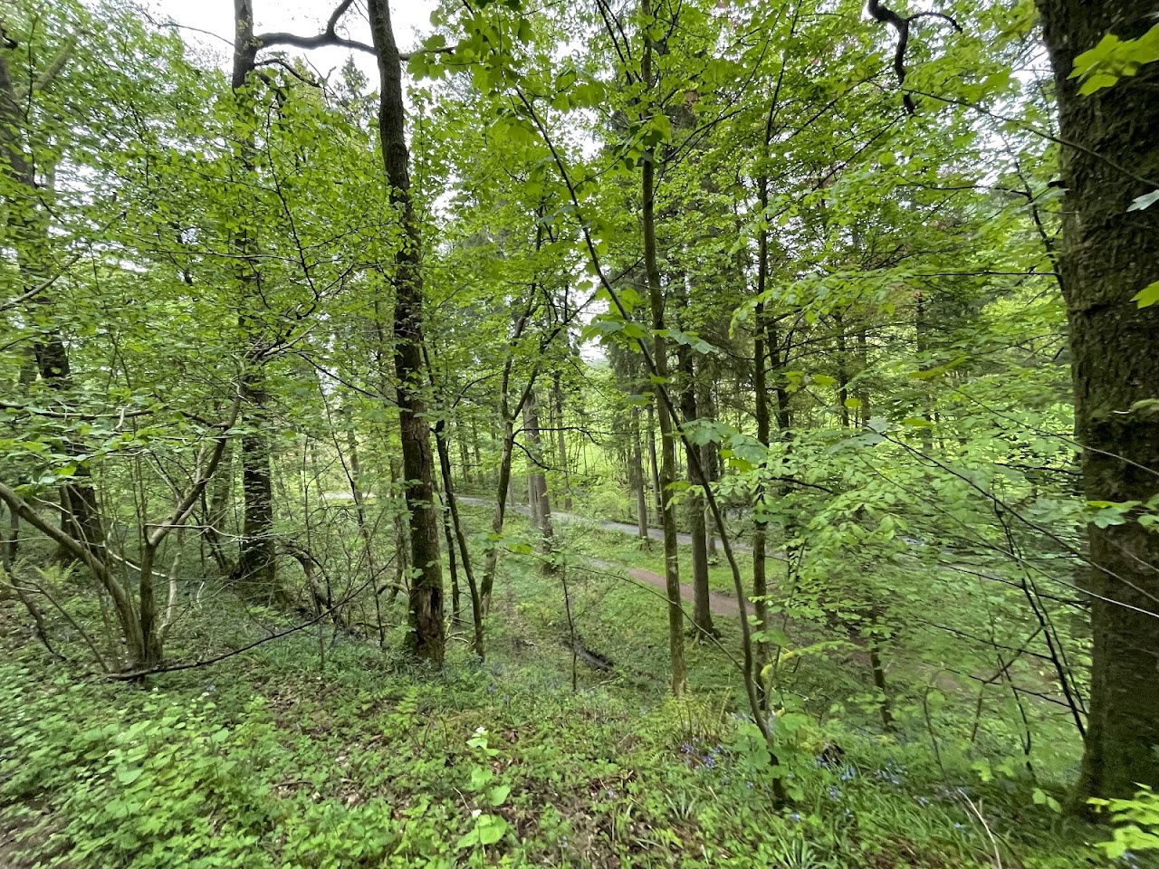 Grizedale Forest