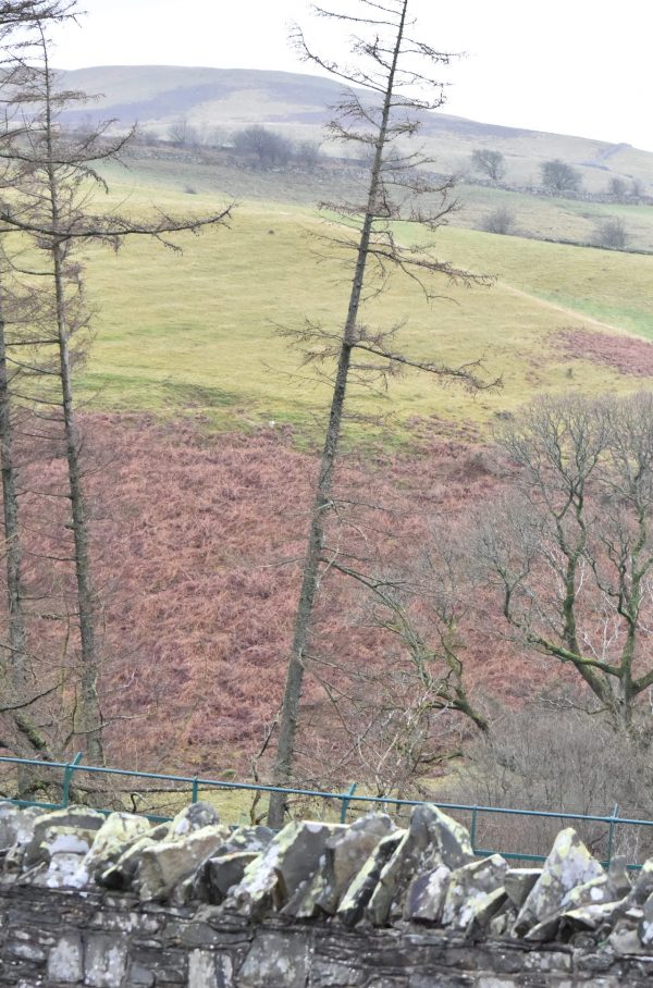 Grizedale Forest