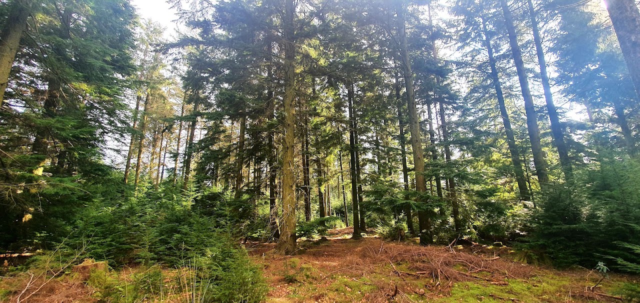 Haldon Forest Park