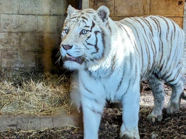 Hamerton Zoo Park