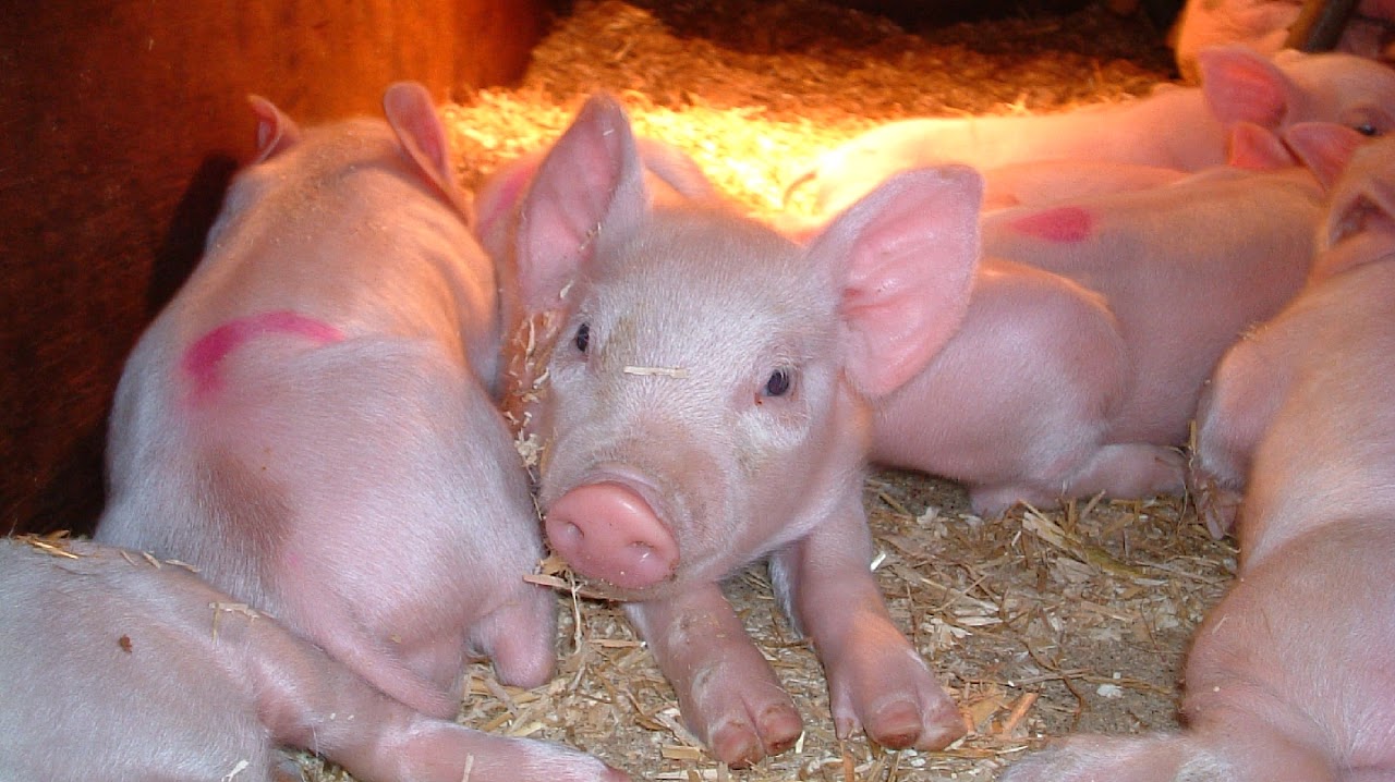 Hardys Animal Farm