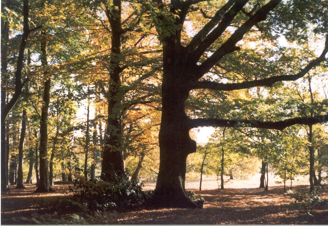 Hartsholme Country Park