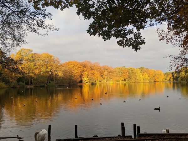 Hartsholme Country Park