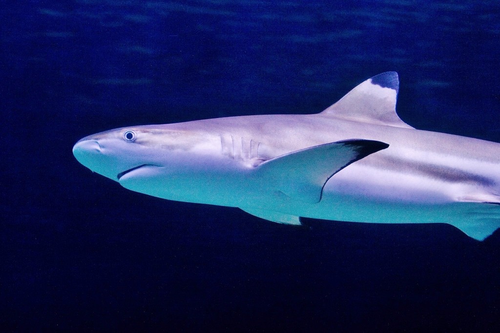 Hastings Aquarium