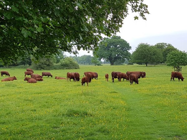 Hatfield Forest