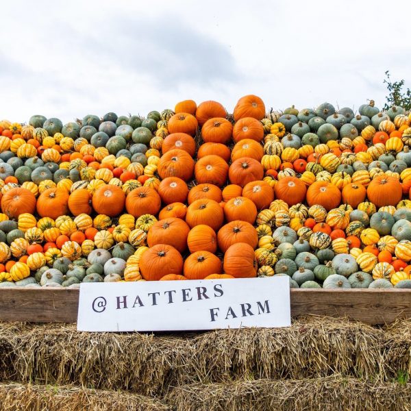 Hatters Farm Pumpkin Patch