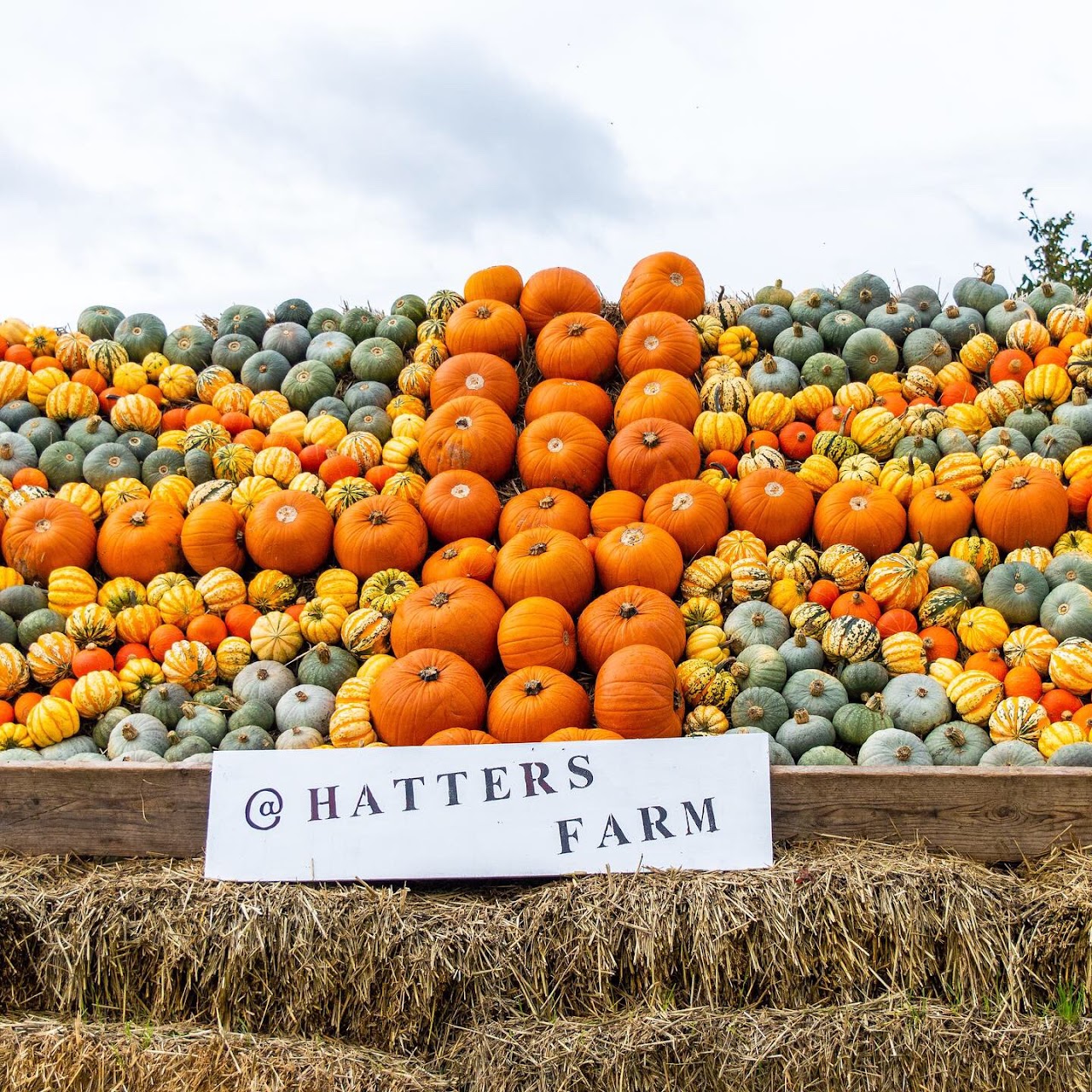 Hatters Farm Pumpkin Patch