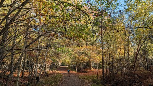 Haugh Woods Butterfly Trails