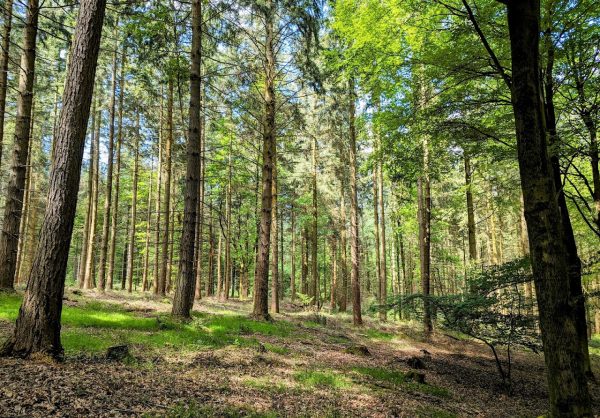 Haugh Woods Butterfly Trails