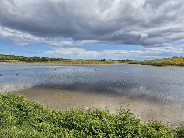 Hauxley Nature Reserve