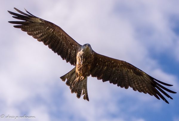 Hawk Conservancy Trust