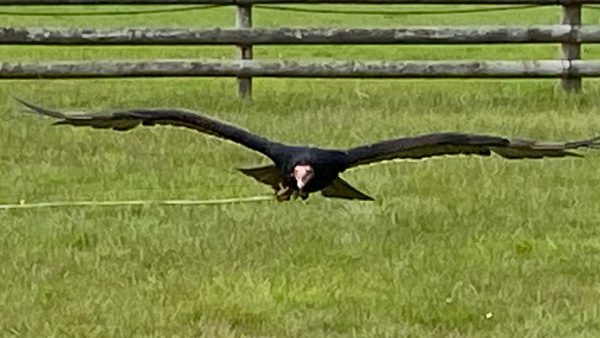 Hawkridge Bird of Prey Centre