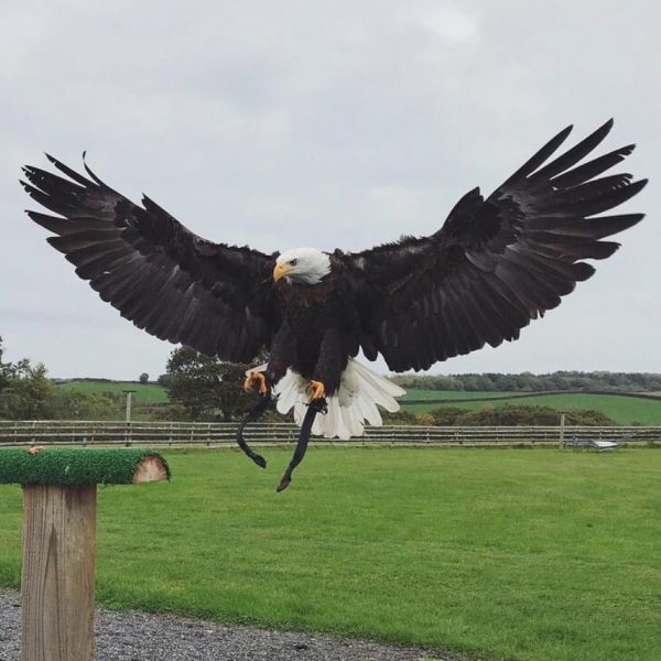 Hawkridge Bird of Prey Centre