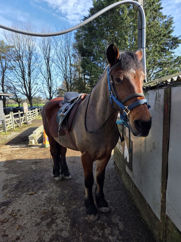 Hayfield Equestrian Centre