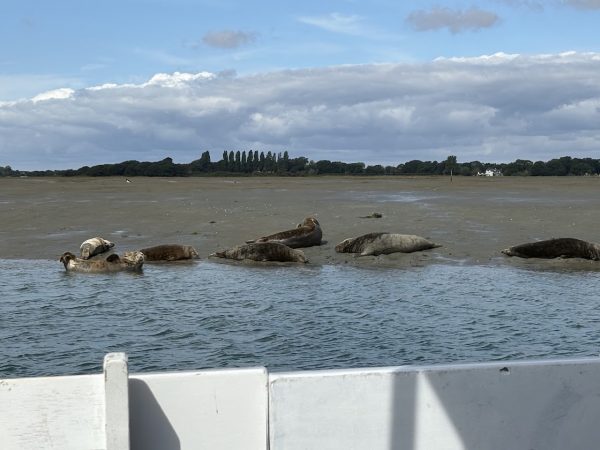 hayling boat trips