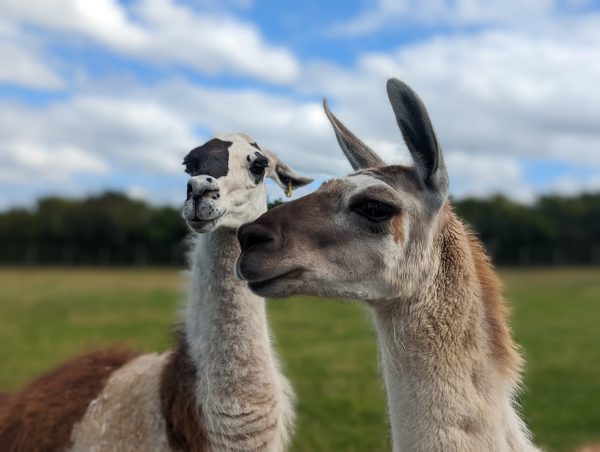Heads of Ayr Farm Park