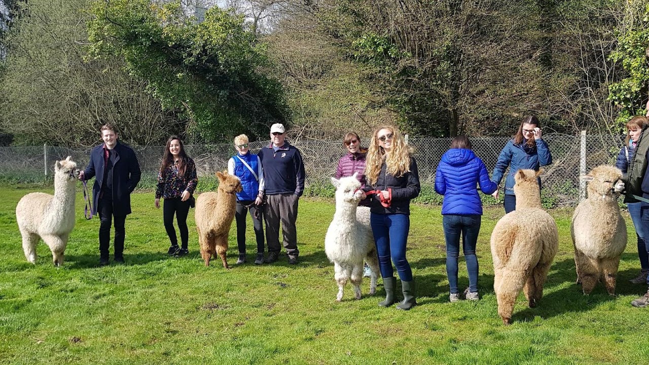 Hensting Alpaca Walking Experience
