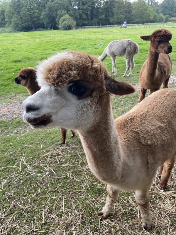 Hensting Alpaca Walking Experience