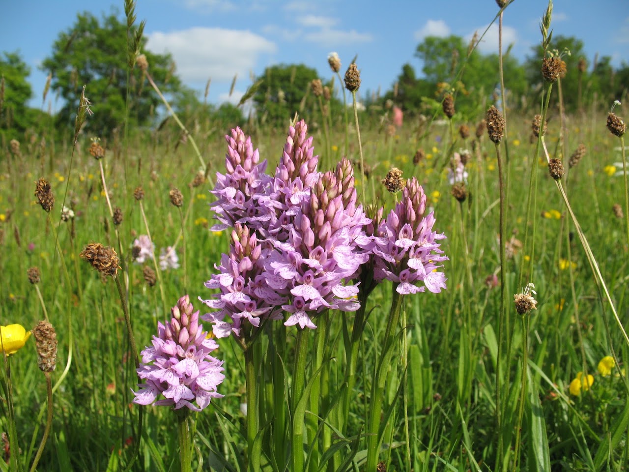 Herefordshire Nature Trust