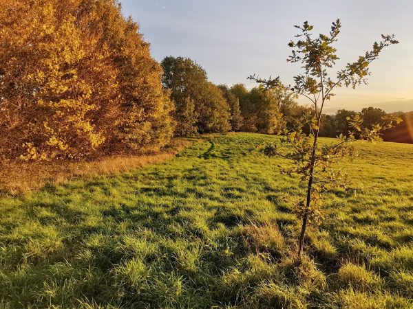 High Woods Country Park