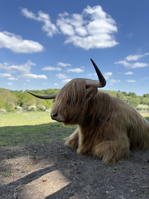 Highland Cow Cottage