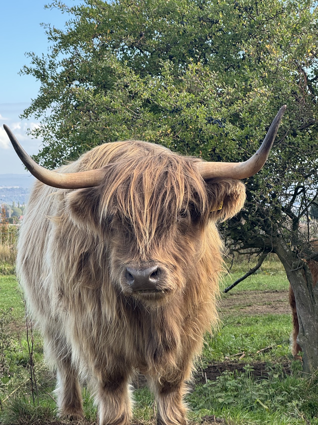 Highland Cows of the Peak Experience