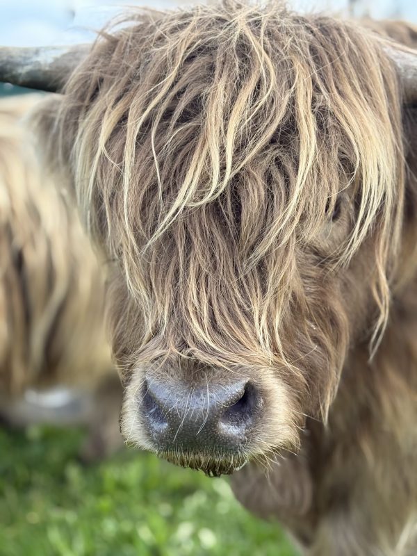 Highland Cows of the Peak Experience