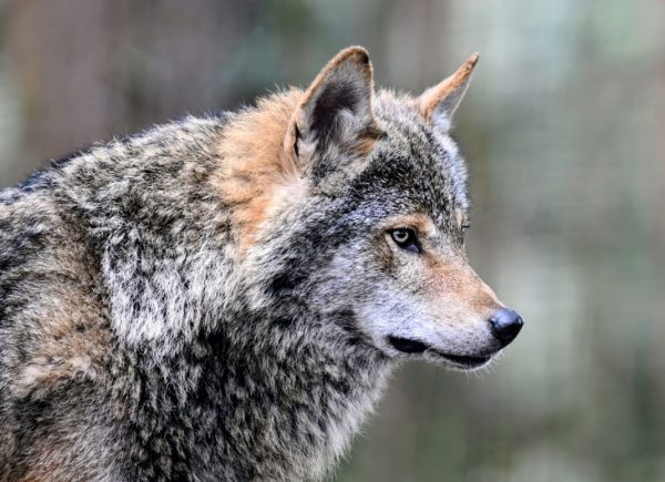 Highland Wildlife Park