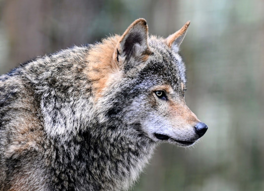 Highland Wildlife Park