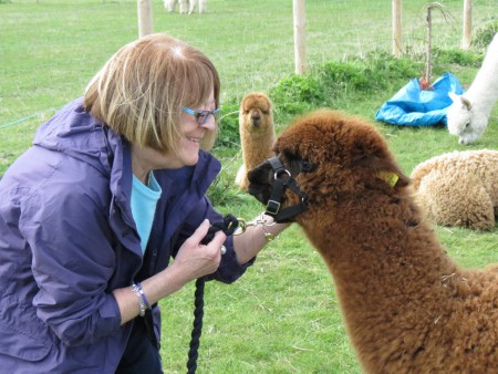Hilly Ridge Alpacas