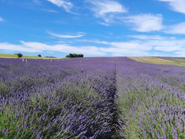 Hitchin Lavender