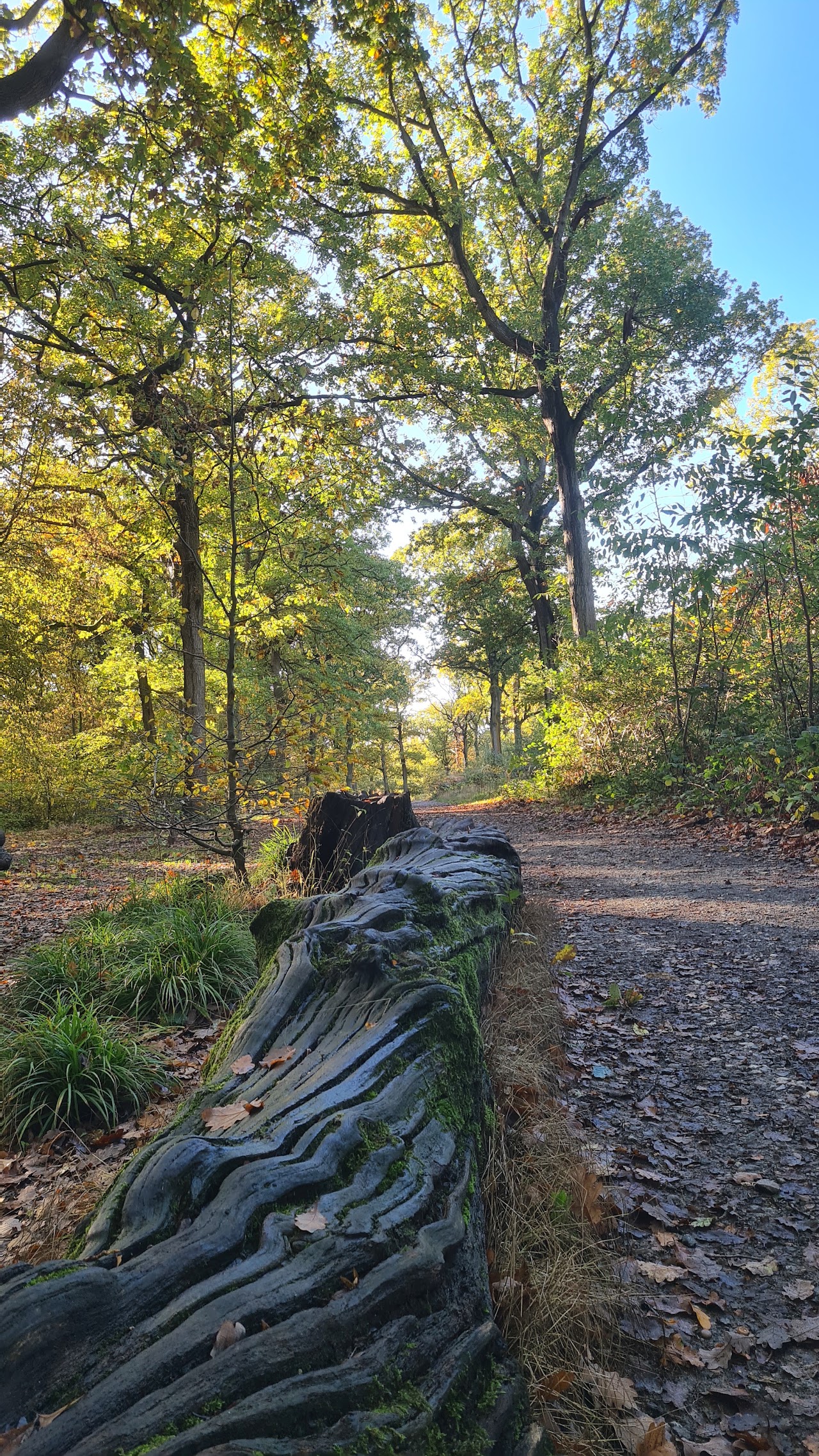 Hockley Woods