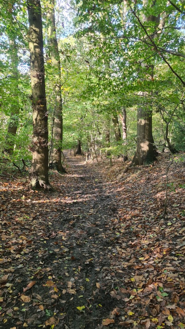 Hockley Woods