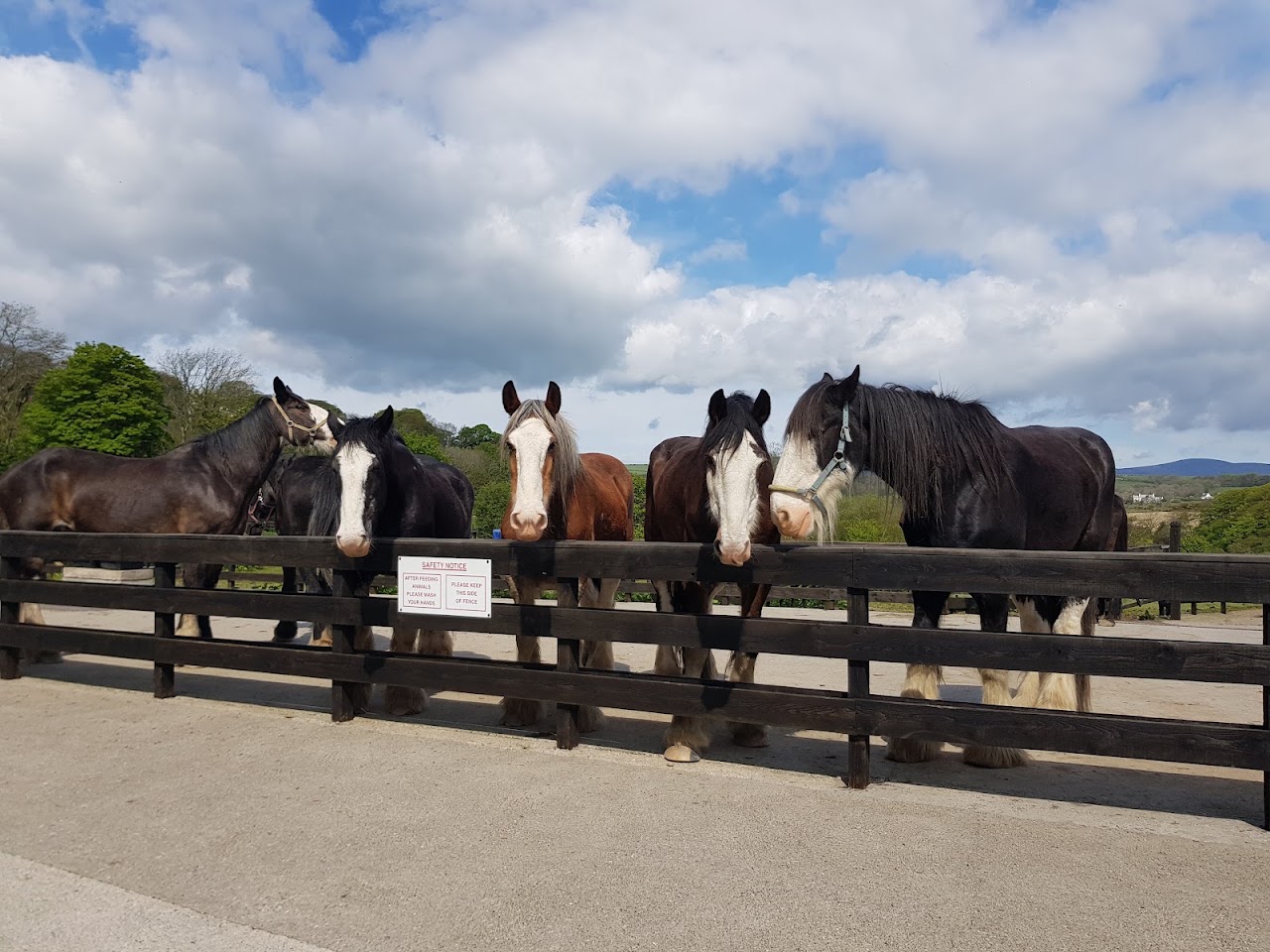 Home of Rest for Old Horses
