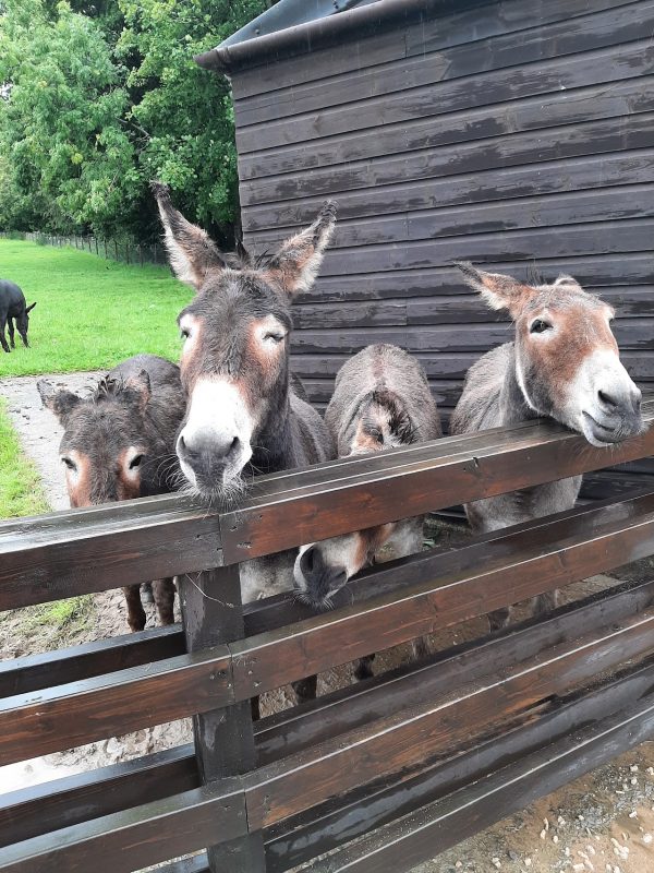 Home of Rest for Old Horses