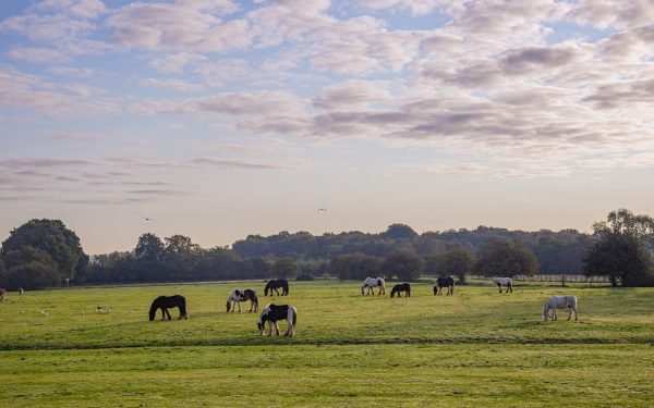 Hopefield Animal Sanctuary