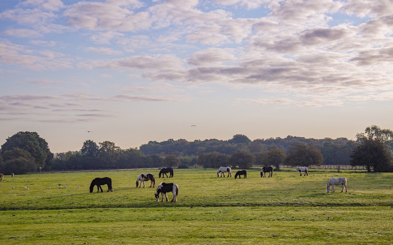 Hopefield Animal Sanctuary