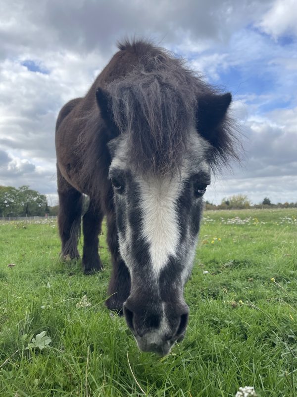 Hopefield Animal Sanctuary